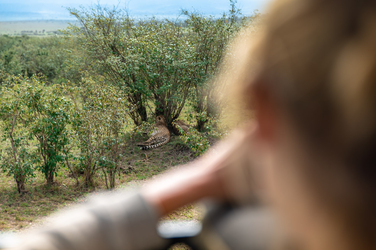 afrika safari sikkerhed