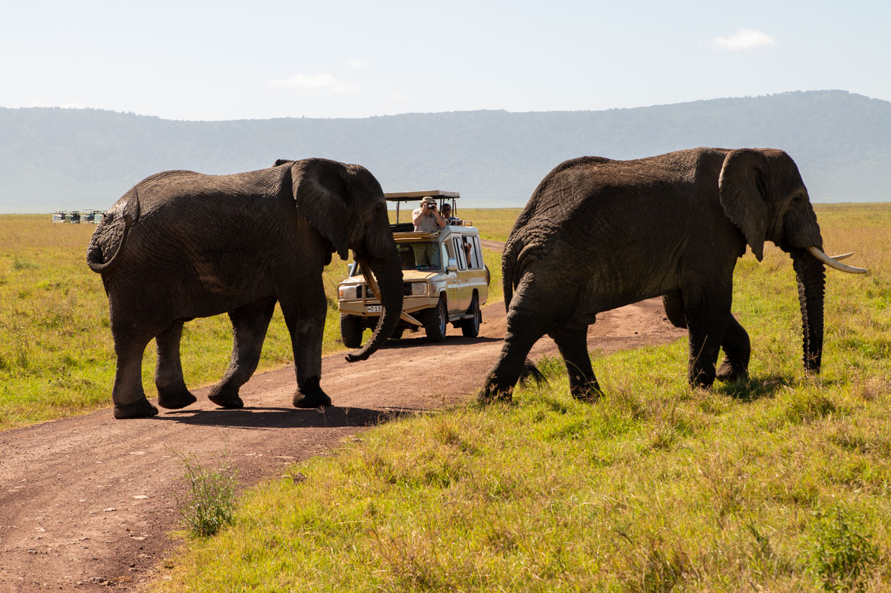 afrika safari sikkerhed